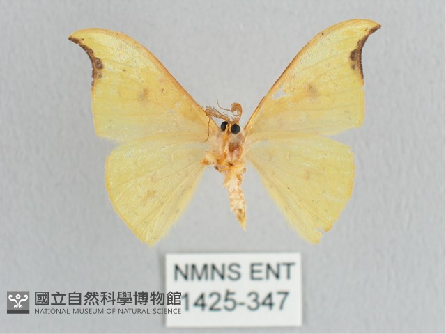 彎黑黃鉤蛾藏品圖，第2張