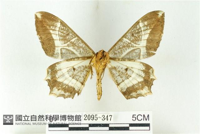 樹形尺蛾藏品圖，第2張