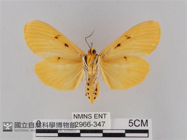 橙擬燈蛾藏品圖，第2張