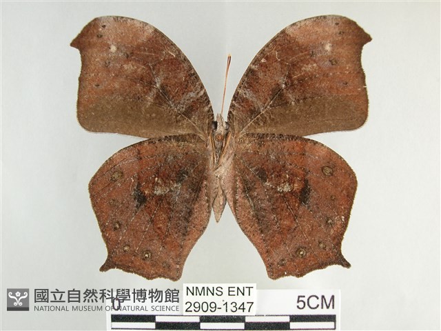 森林暮眼蝶、黑樹蔭蝶藏品圖，第2張