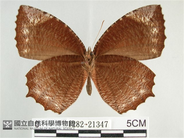 藍紋鋸眼蝶藏品圖，第2張