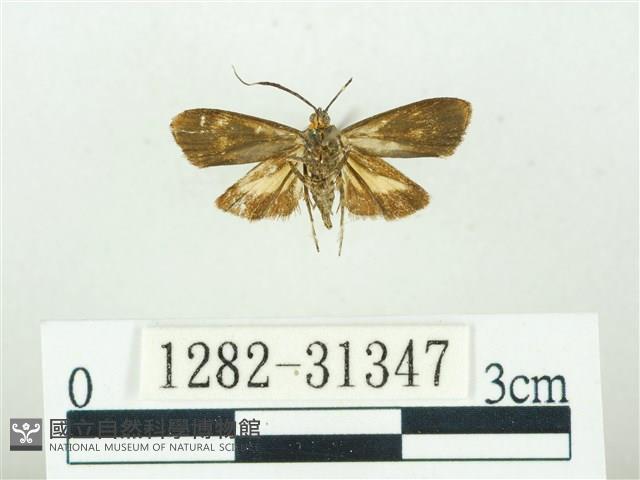 叉紋閃舞蛾藏品圖，第2張