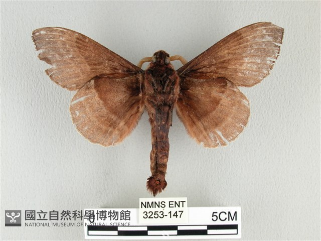 松大毛蟲藏品圖，第2張