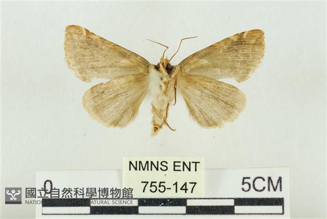 寬帶波紋蛾藏品圖，第2張