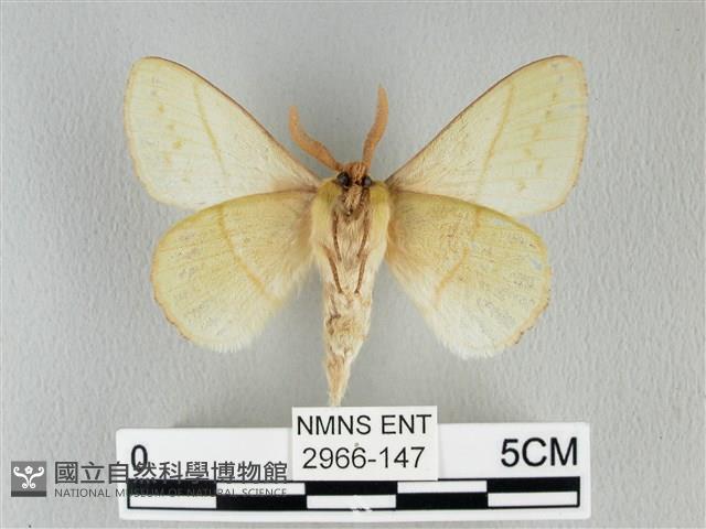 青枯葉蛾藏品圖，第2張