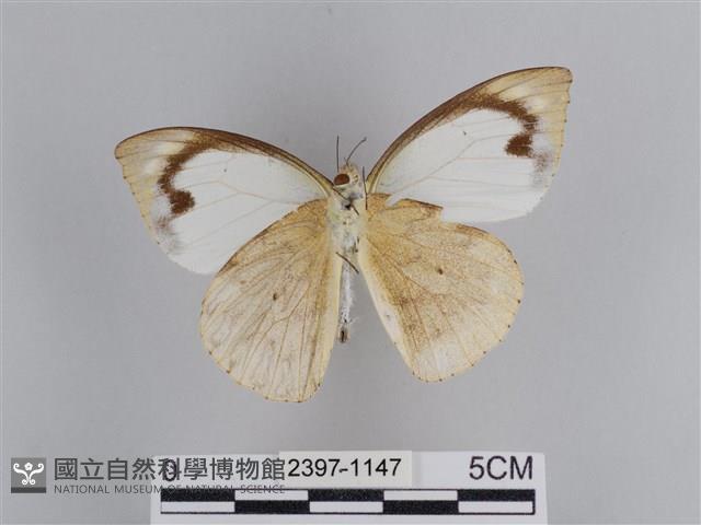 雲紋尖粉蝶藏品圖，第2張