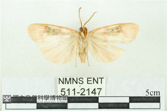 臺雪苔蛾藏品圖，第2張