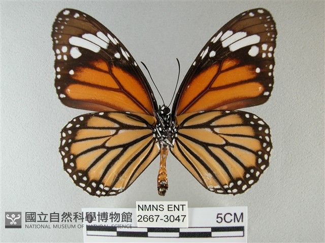 黑脈樺斑蝶藏品圖，第2張