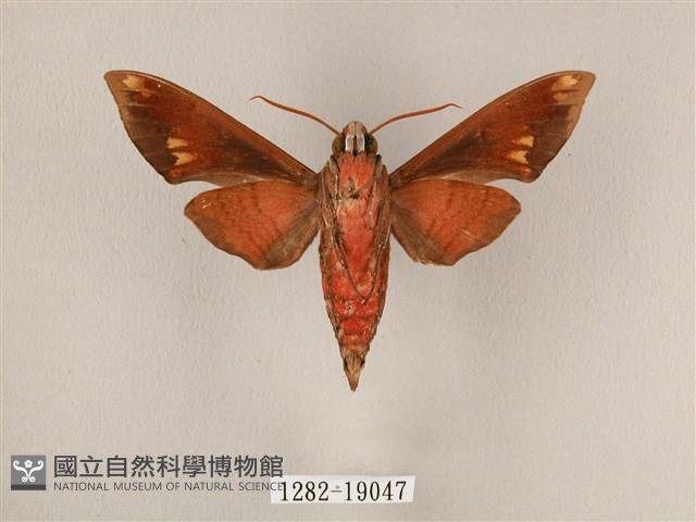 斜帶天蛾藏品圖，第2張