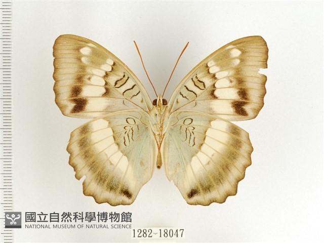 臺灣翠蛺蝶藏品圖，第2張