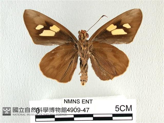 香蕉弄蝶藏品圖，第2張