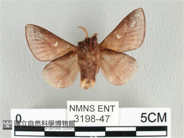 月斑枯葉蛾藏品圖，第2張