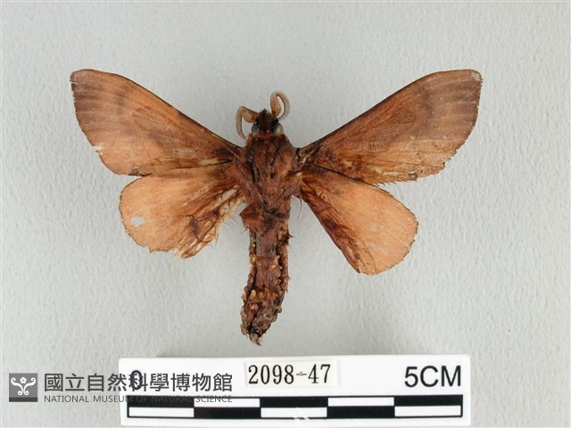 大褐斑枯葉蛾藏品圖，第2張
