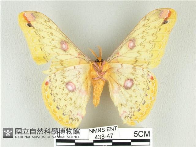 黃豹天蠶蛾藏品圖，第2張