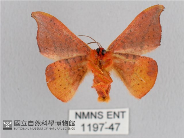 銀端帶鉤蛾藏品圖，第2張