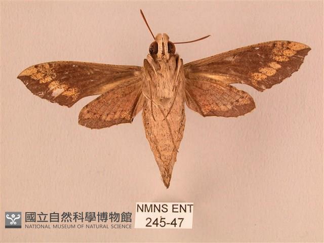 斜線天蛾藏品圖，第2張