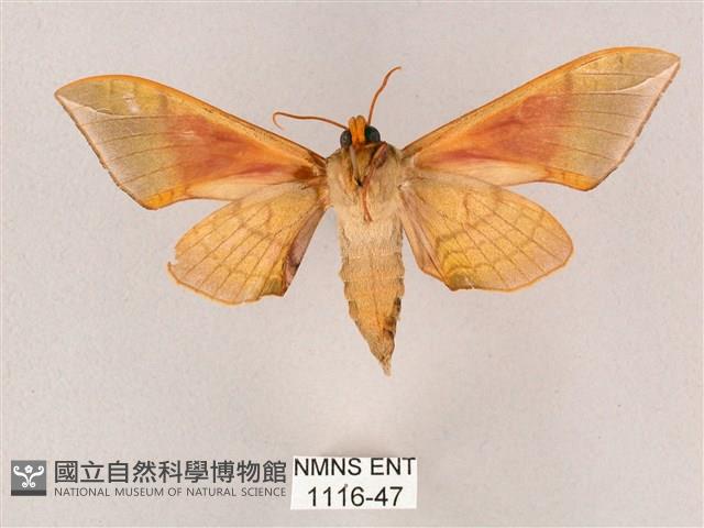 榆綠天蛾藏品圖，第2張