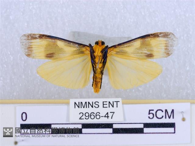 閃光苔蛾藏品圖，第2張