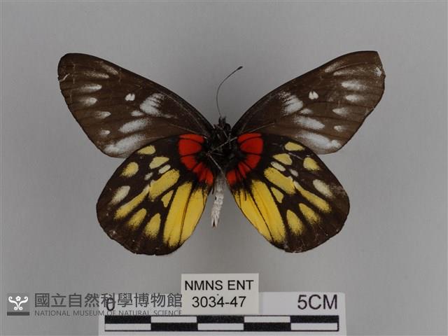 豔粉蝶藏品圖，第2張