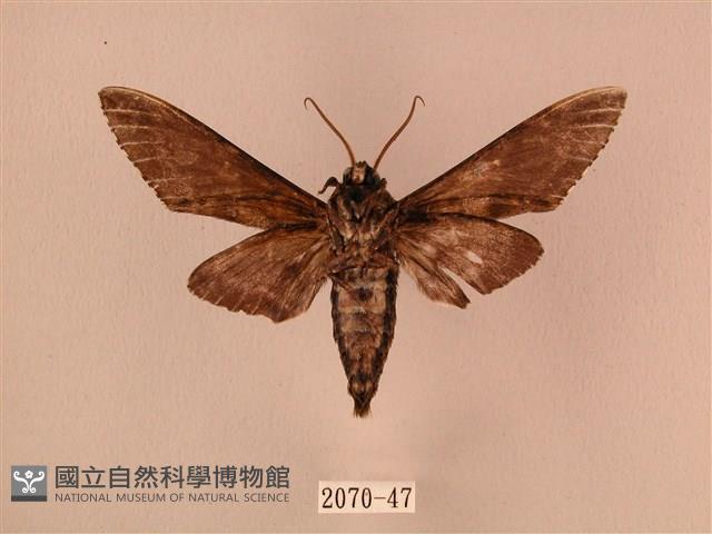 白星天蛾藏品圖，第2張