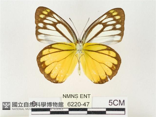 黃裙脈粉蝶藏品圖，第2張