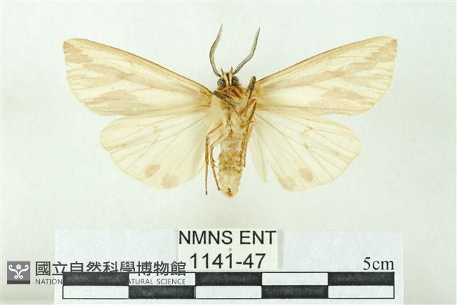 赭新污燈蛾藏品圖，第2張