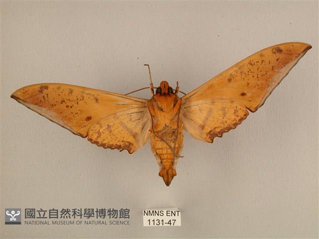 臺灣鷹翅天蛾藏品圖，第2張