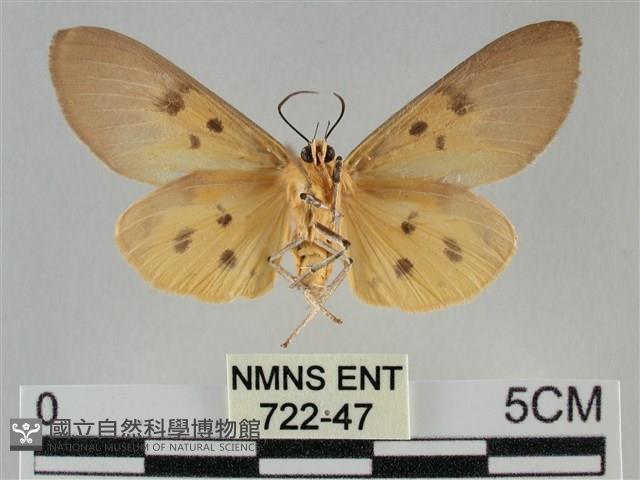 一點擬燈蛾藏品圖，第2張