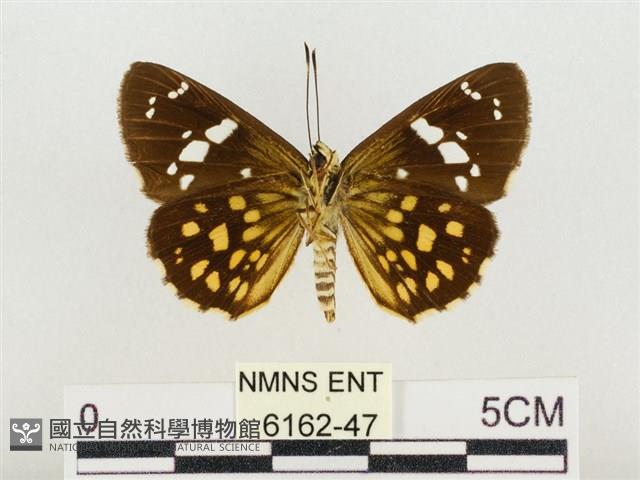 大流星弄蝶藏品圖，第2張