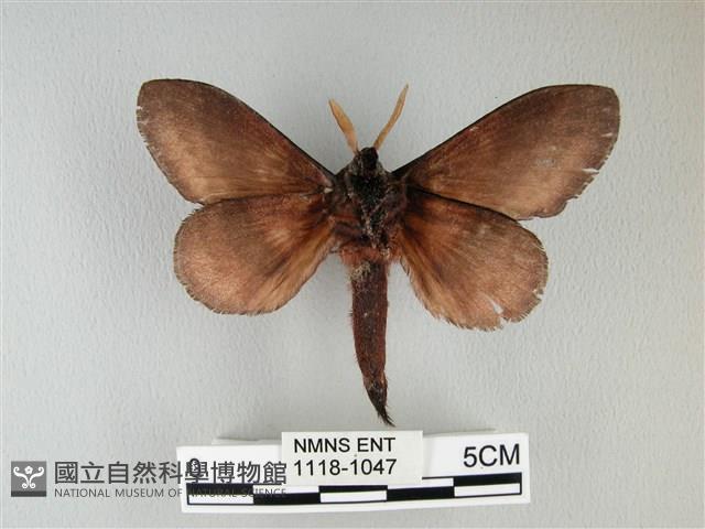 隱波紋枯葉蛾藏品圖，第2張