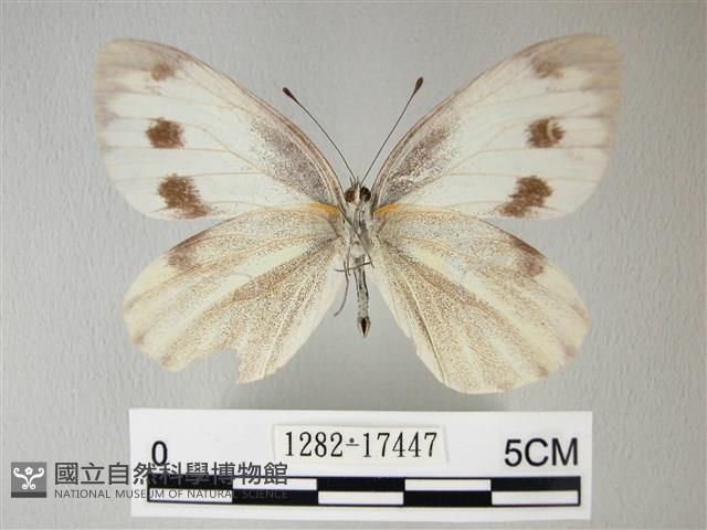 緣點白粉蝶藏品圖，第2張
