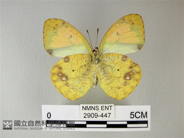 異粉蝶、雌白黃蝶藏品圖，第2張