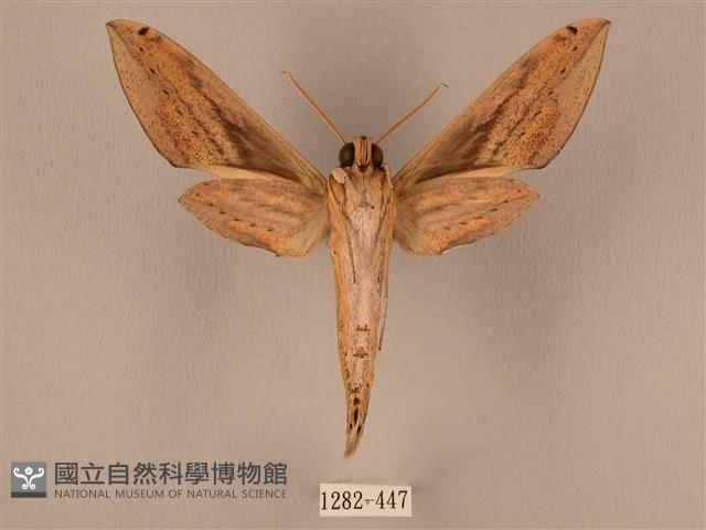 棕綠背線天蛾藏品圖，第2張