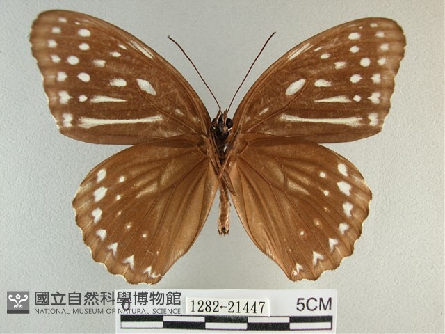 臺灣斑眼蝶藏品圖，第2張