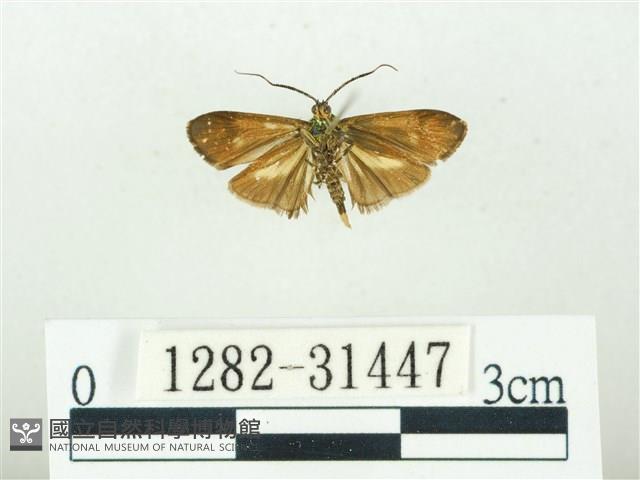 叉紋閃舞蛾藏品圖，第2張