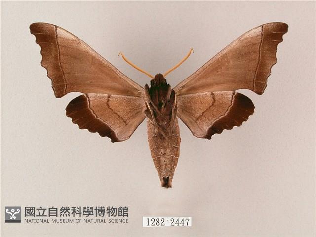 齒翅三線天蛾藏品圖，第2張