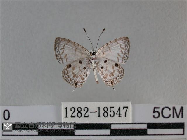 黑星灰蝶藏品圖，第2張