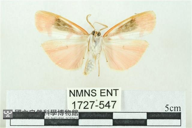 臺雪苔蛾藏品圖，第2張