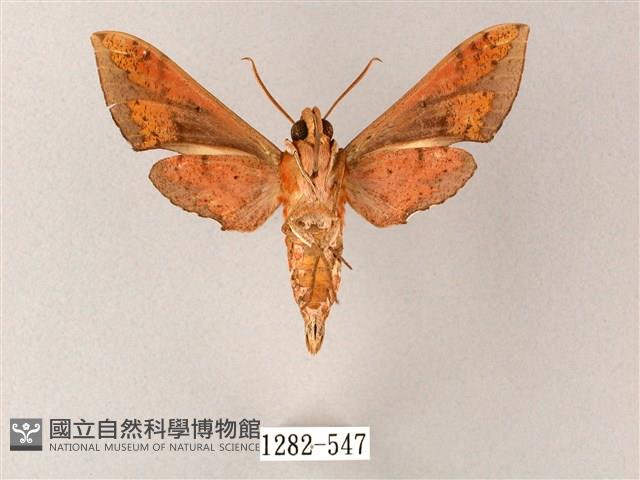 雙斑白肩天蛾藏品圖，第2張