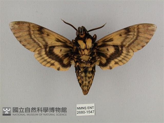 鬼臉天蛾藏品圖，第2張