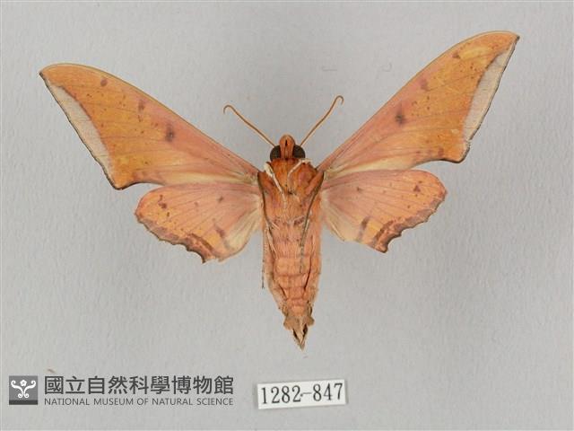 廣東鷹翅天蛾藏品圖，第2張