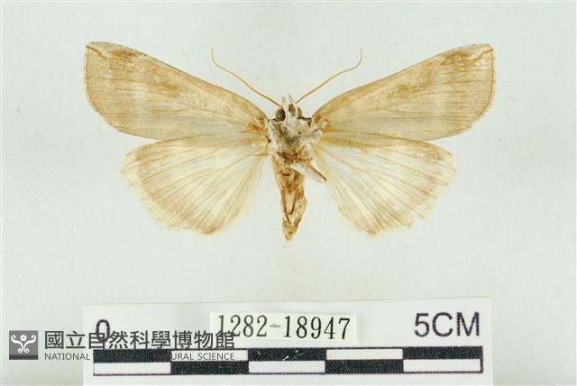 臺洒波紋蛾藏品圖，第2張