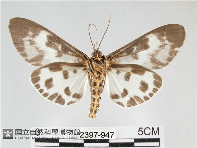 扭擬燈蛾藏品圖，第2張