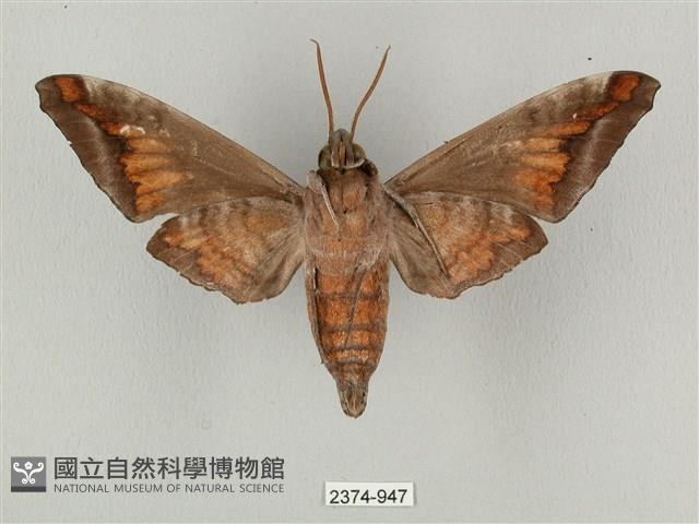 全緣缺角天蛾藏品圖，第2張