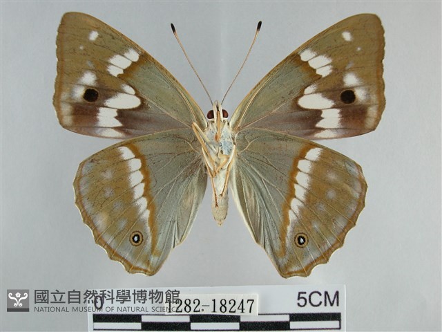 金鎧蛺蝶藏品圖，第2張
