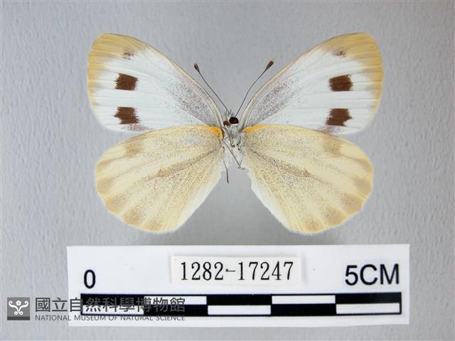 緣點白粉蝶藏品圖，第2張
