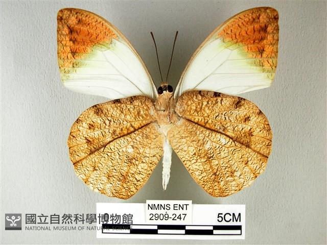 橙端粉蝶、端紅蝶藏品圖，第2張