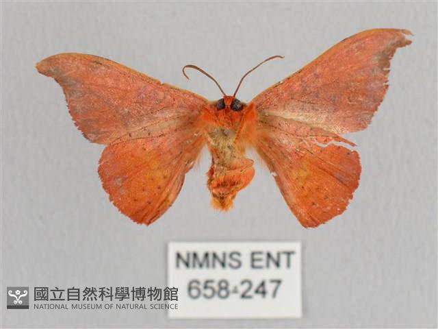 銀端帶鉤蛾藏品圖，第2張