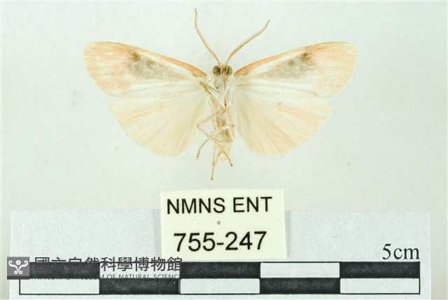 臺雪苔蛾藏品圖，第2張