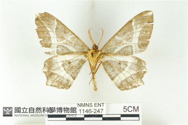 樹形尺蛾藏品圖，第2張